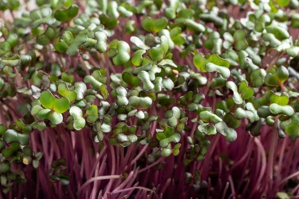 Microgreens de col roja