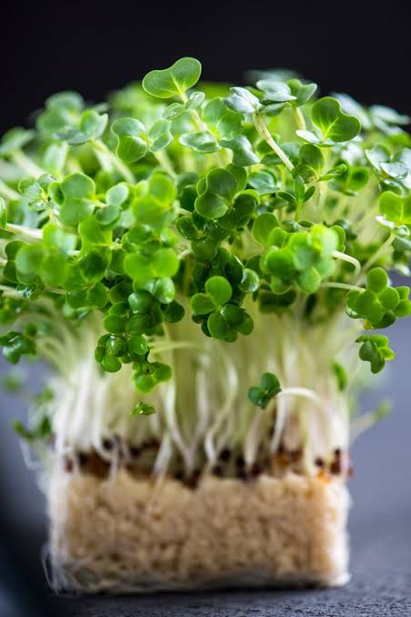 Microgreens cultivados en bandejas en Tower Power