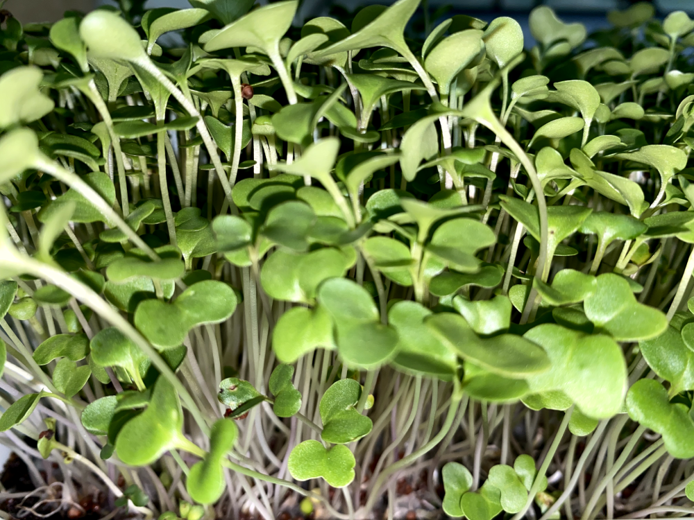 Microgreens de mostaza