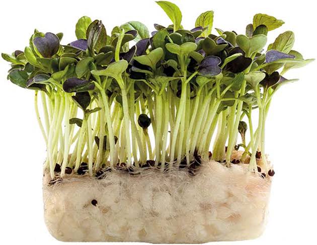 Microgreens de pak choi