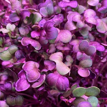 Microgreens de rábano morado